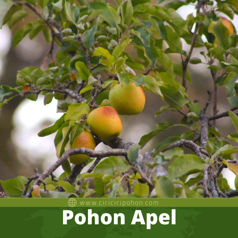 Pohon Apel