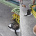 Três gatos vão até quitanda pedir comida e esperam na fila respeitando o distanciamento social