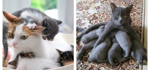 12 Cat And Dog Moms That Have Had Enough