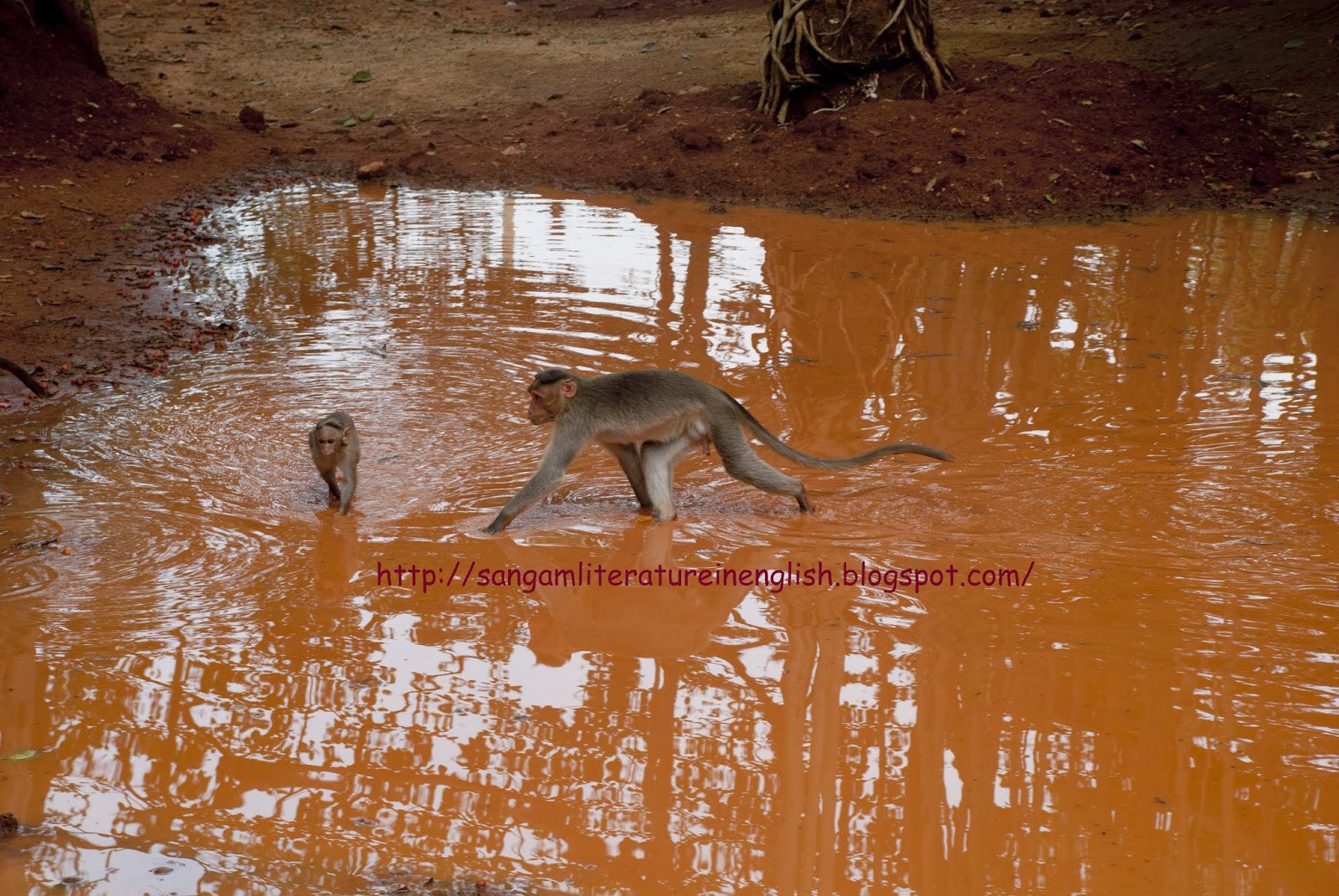 Sangam Tamil Literature In English Like Red Soil With Rain