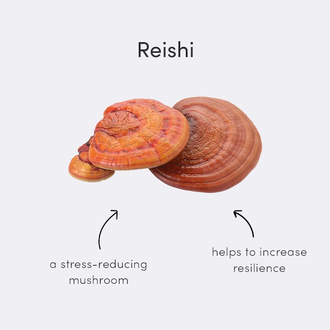  Reishi mushroom growing temperature | Reishi mushroom cultivation | Biobritte mushroom farming