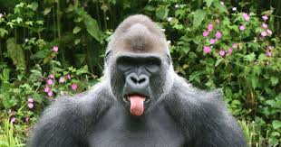 slice back gorilla slice back gorilla