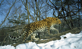 WildLife: Amur Leopard Most Dangerous Animal