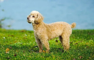 Top 16 Small dog breeds in India with price