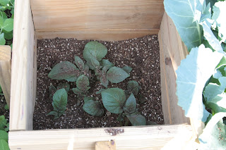My Square Foot Garden Journal: Growing Potatoes in a Square Foot Garden
