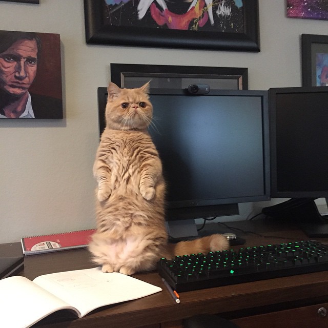 Кот Джордж, который любит стоять на задних лапах Кот Джордж, который любит стоять на задних лапах