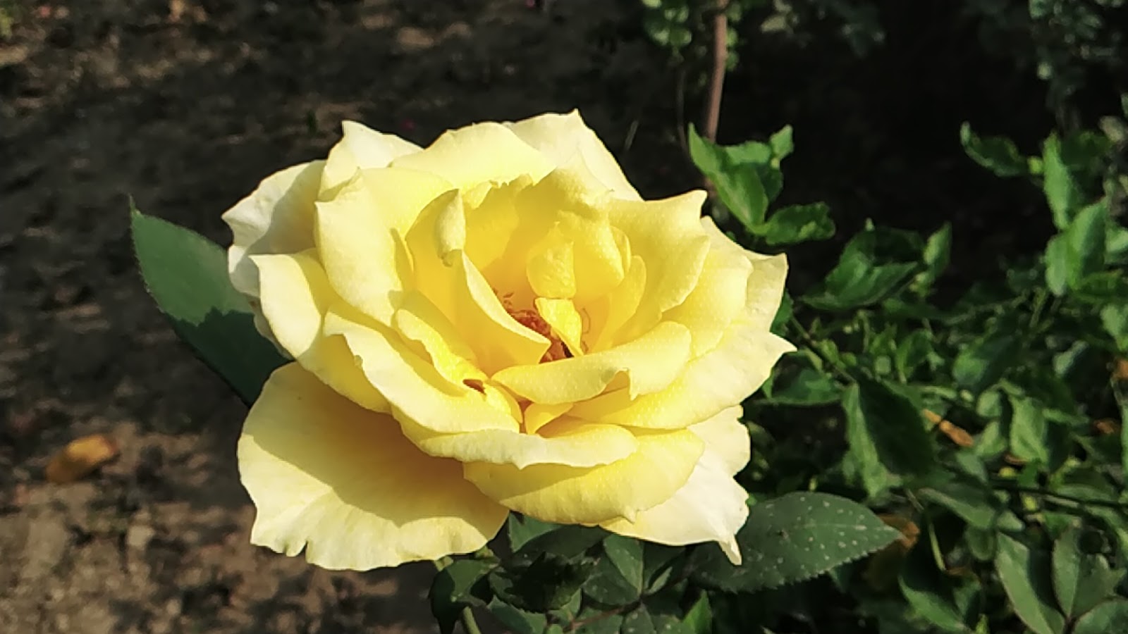 बरसात में गुलाब के पौधे की देखभाल कैसे करें How to take care of rose
