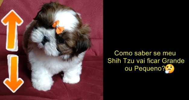 Como saber se meu Shih Tzu vai ficar Grande ou Pequeno?