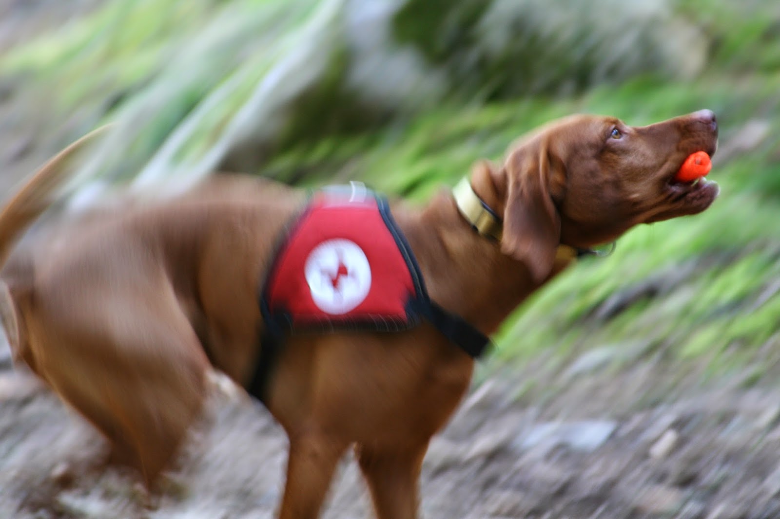 Frau Krähe Bringsel