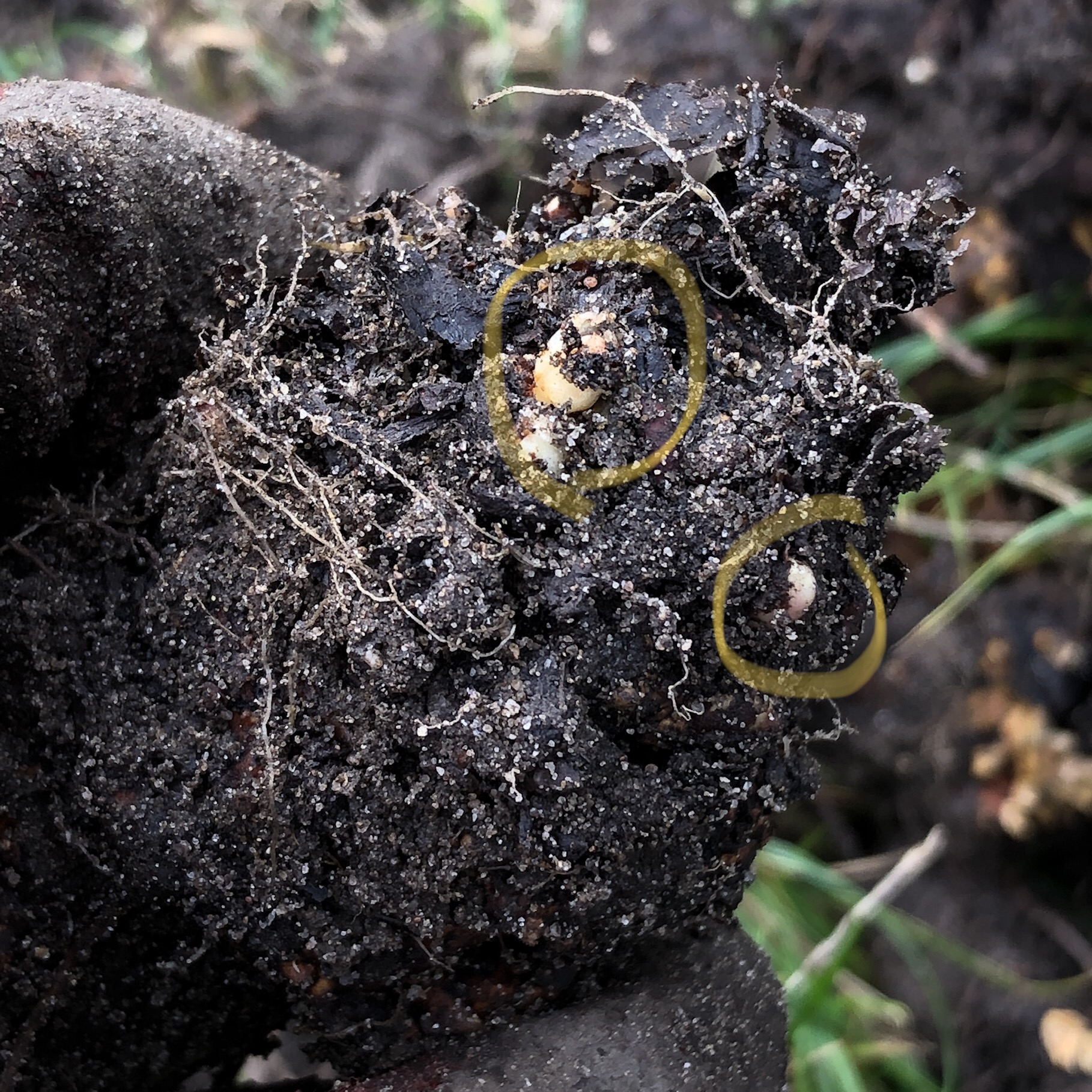 rabarber vermeerderen moestuin najaar