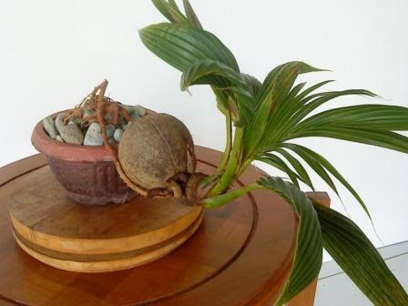 5 Trik Dasar Membuat Bonsai Kelapa 