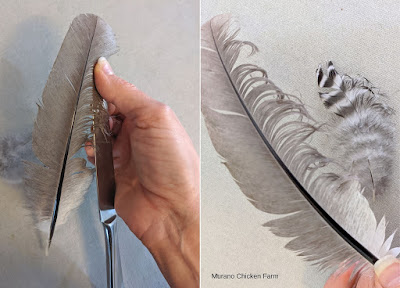images of how to curl a feather