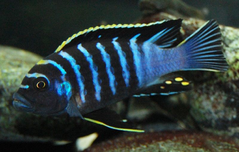 jenis jenis ikan cichlid ( Malawi Cichlids ) Gambar jenis jenis ikan cichlid ( Malawi Cichlids ) - Pola Warna lumbila