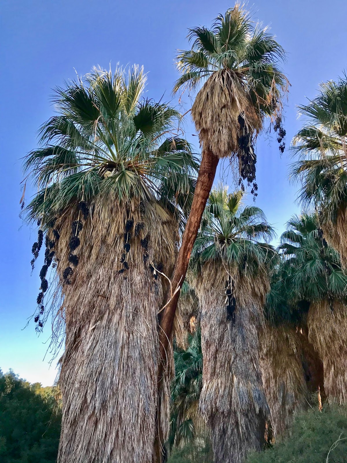 DriveByCuriosity Traveling A Visit Thousand Palms Oasis Preserve