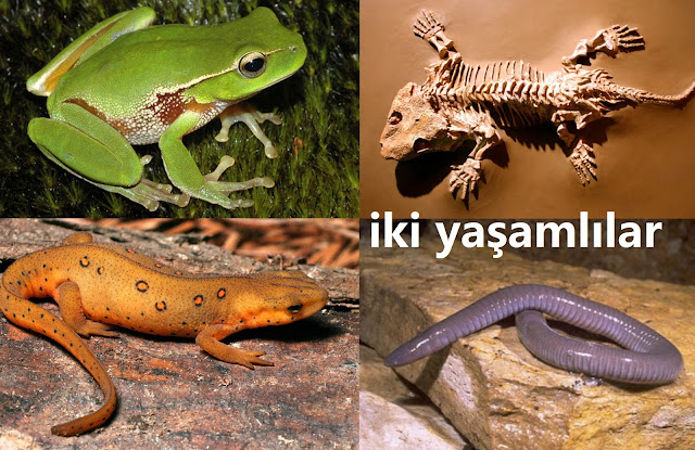 iki yaşamlılar