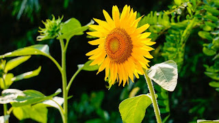 sunflower-www.healthnote25.com