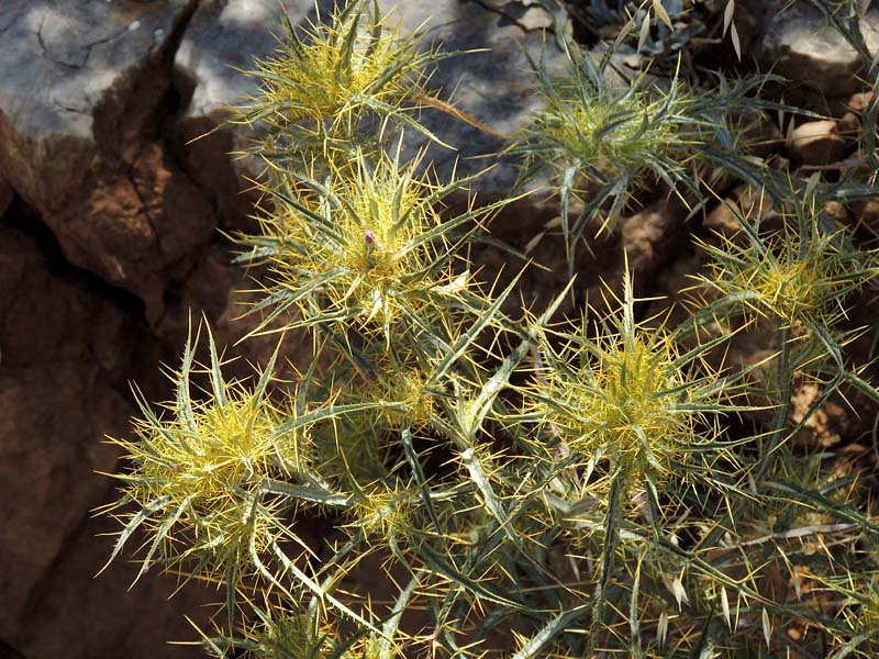 Flora Attica Picnomon acarna