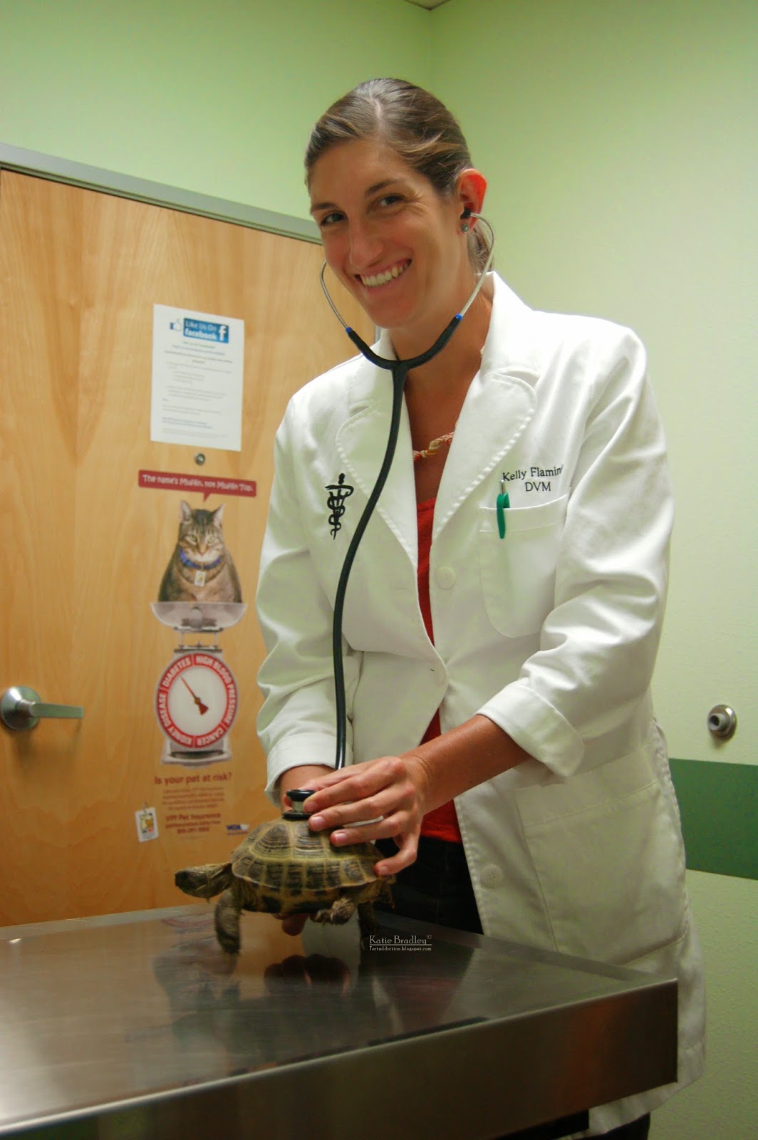 Tortaddiction How to find a good Veterinarian for your Tortoise (and