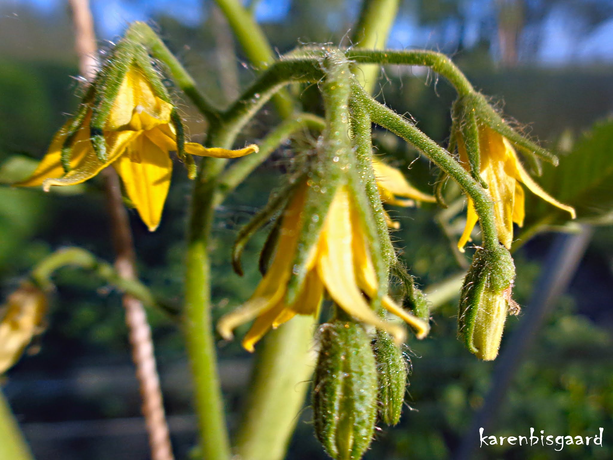Karen`s Nature Photography Blooming Tomato Plants in Greenhouse.