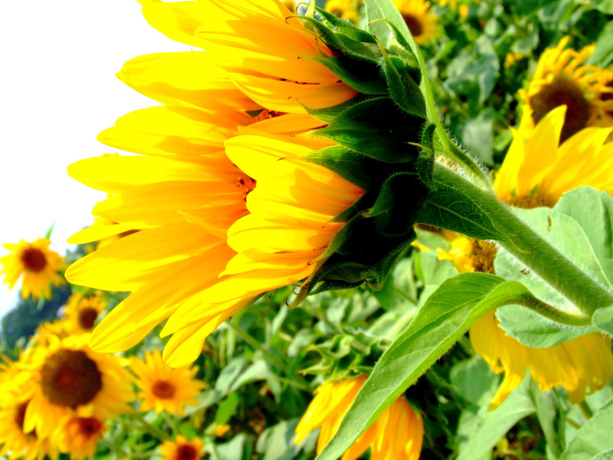 青空 黄色い向日葵（ヒマワリ）ひまわり 写真素材