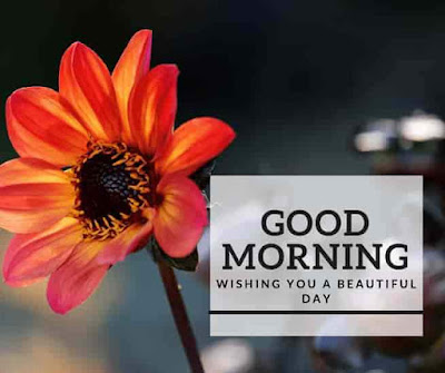 60+ Good morning wishes images for Fb Dpz whatsapp Status Free ...