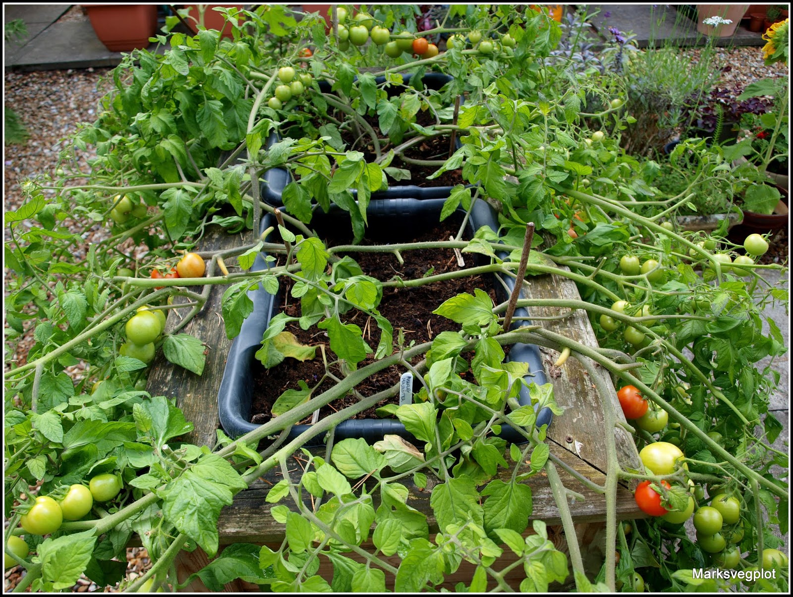 Mark's Veg Plot A technique for growing trailing tomatoes