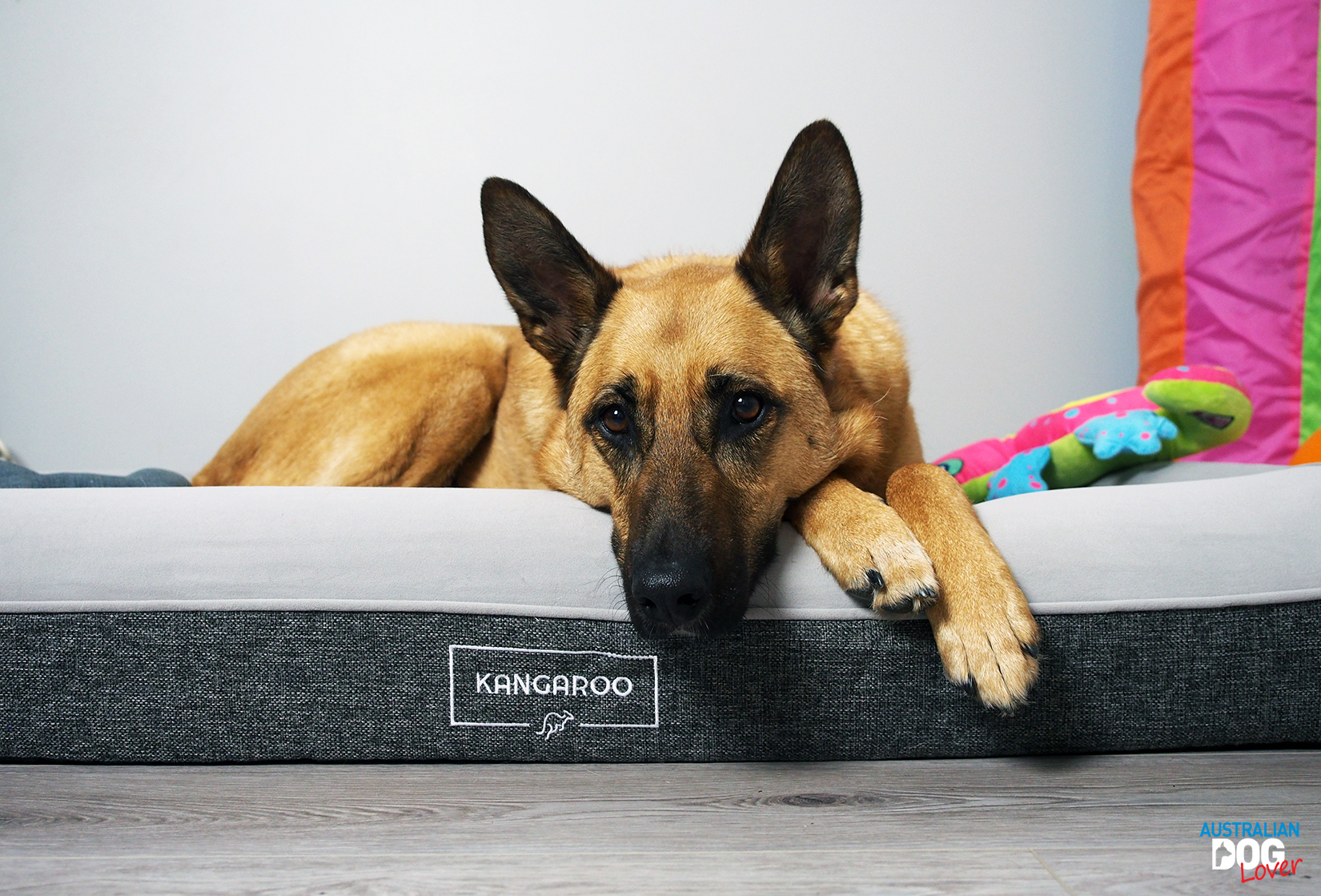 5 Enriching Activities You Should Do With Your Dog Every Day