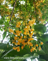 Pterocarpus indicus