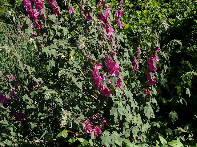 Malva albia Malva albia