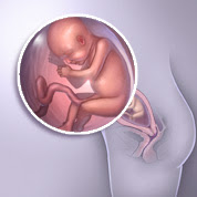 22 haftalık gebelik görüntüsü