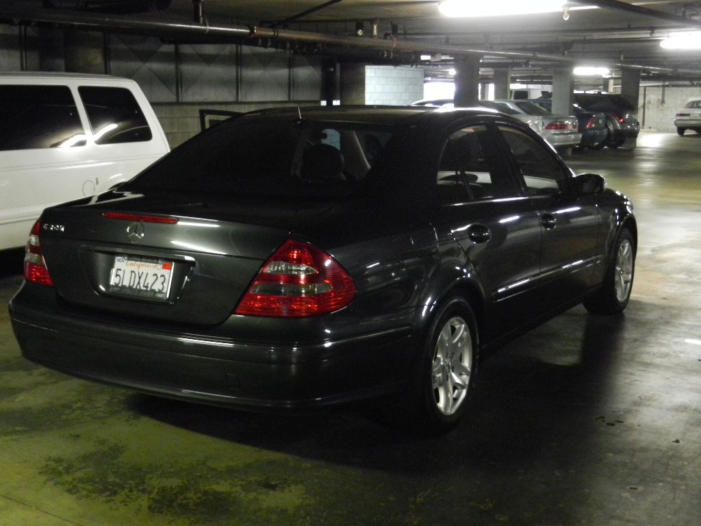 cheap finches for sale