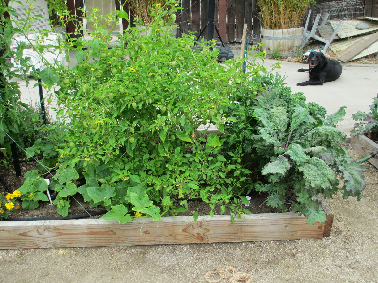 Andie's Way Taming the Tomatillo Bamboo Trellis
