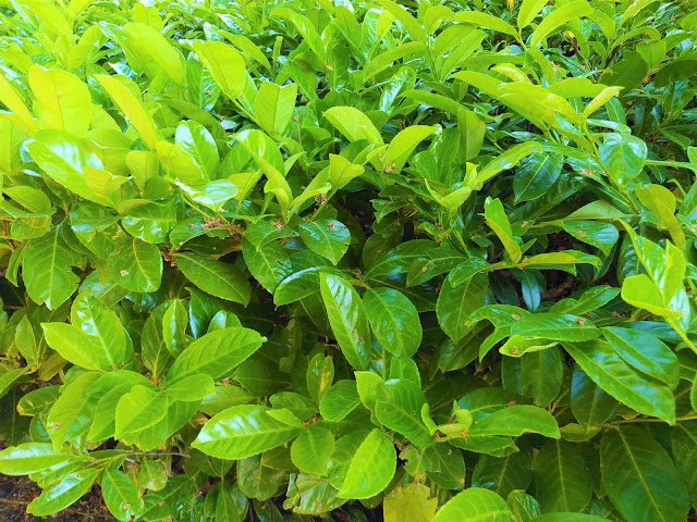 Lauroceraso o laurel cerezo (Prunus laurocerasus L.).