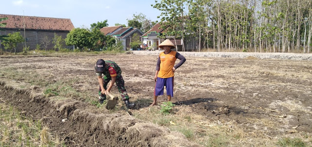 Babinsa Gemolong Bantu Olah Lahan Persiapan Tanam Padi