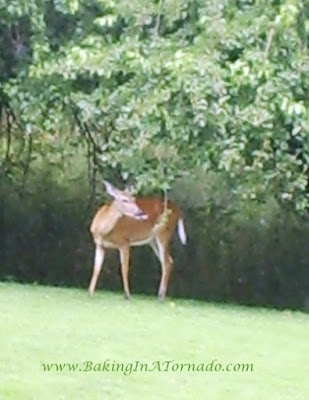 Deer in the back yard | Picture taken by and property of www.BakingInATornado.com