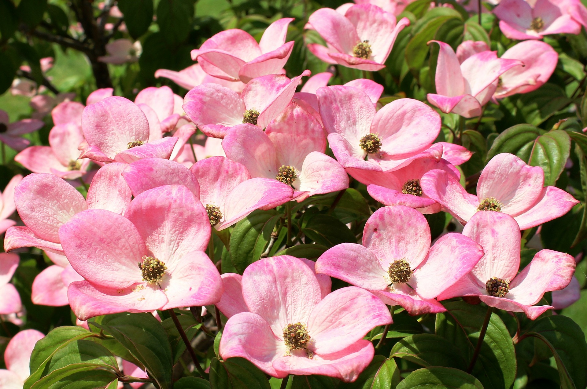 Flowering Ornamental Dogwood