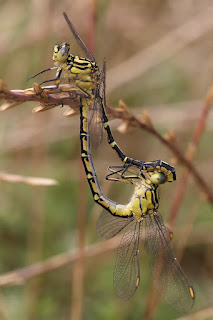 Çiftleşen bir yusufçuk çifti. Çizgili sarı avcı (Austrogomphus guerini)