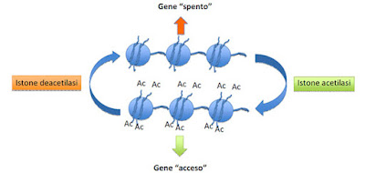 istone deacetilasi 3