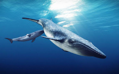 Animals That Start With F - Fin Whale Animals That Start With F - Fin Whale