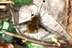 resting bee fly