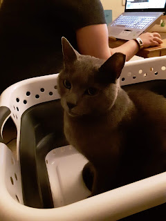 an all-gray cat sitting in a white laundry basket
