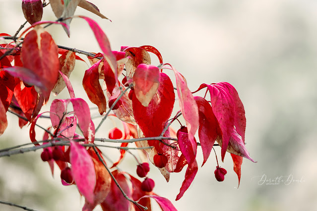 Herbst, autumn, Fotografie, Sauerland, photoart, Dorothe Domke