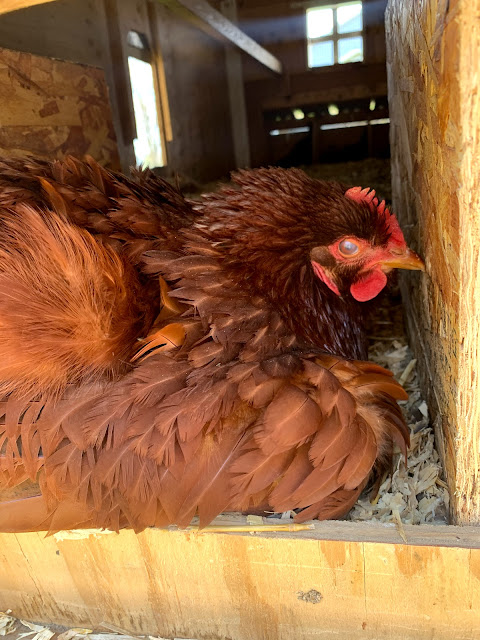 Ruple Farms - Big Red Broody Hen