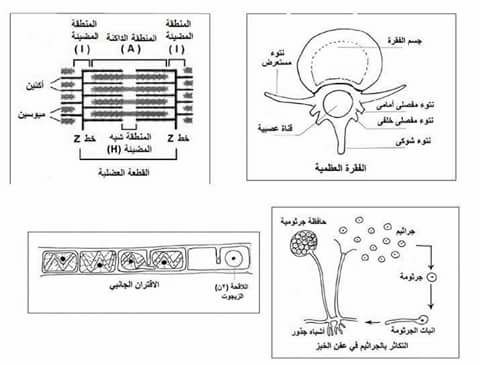 رسومات ومسائل الاحياء المهمة لامتحان الثانوية العامة 19060224_1887094138231207_4414490125597413712_n
