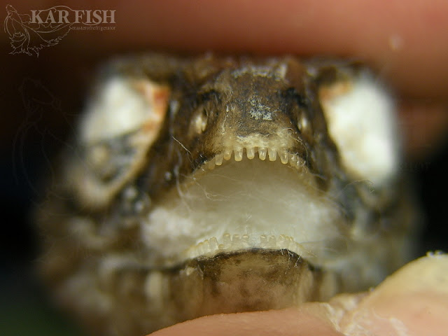 ドワーフヤモリ: 見事な色彩をした愛らしい登山者