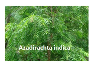 Azadirachta indica tree,  neem, neem pata, neem  gach, neem tree, 