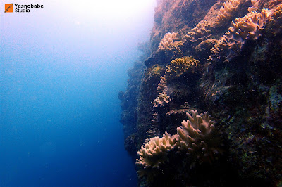 A tall coral wall in the ocean on the right of the diver