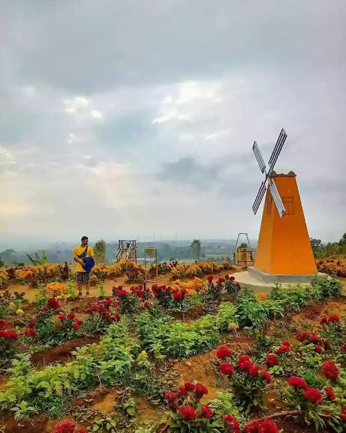 Taman Bunga Celosia Tempat Wisata Selfie Terbaru Di Kuningan Kuningandistrict