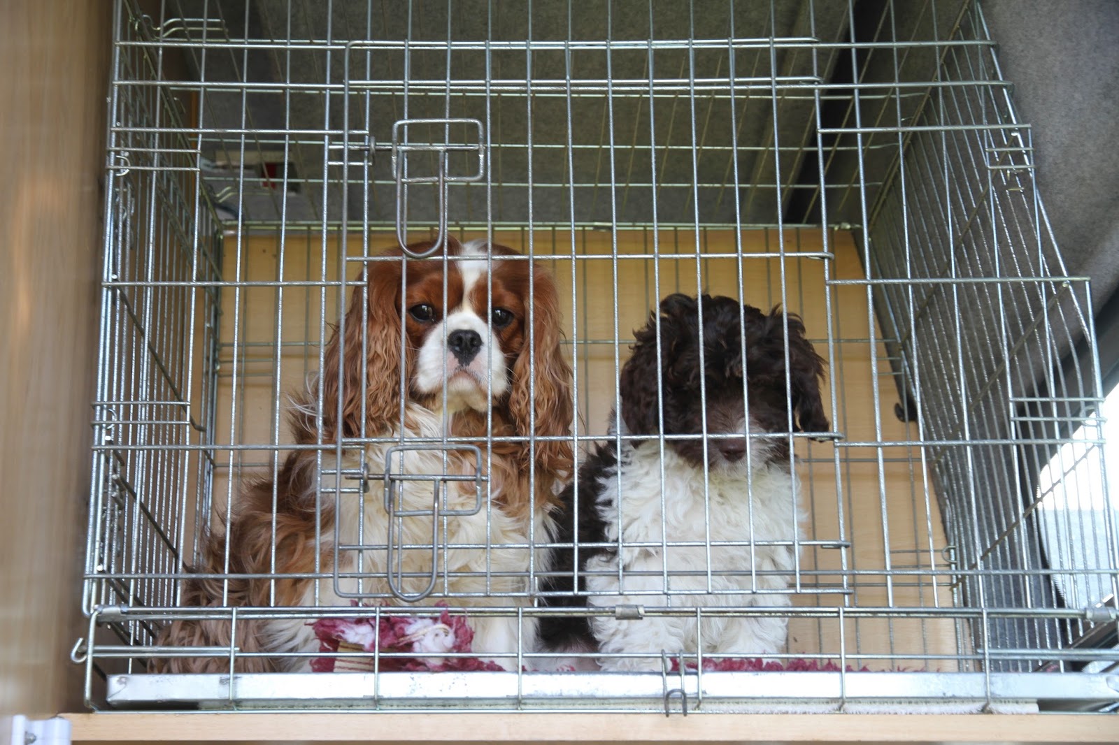 wilson's kennel