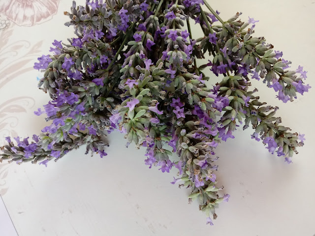 Florecitas violeta de lavanda en racimos